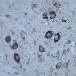 Contactin 1 Antibody in Immunohistochemistry - Free Floating (IHC (Free))