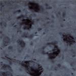 Contactin 1 Antibody in Immunohistochemistry - Free Floating (IHC (Free))