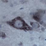 Contactin 1 Antibody in Immunohistochemistry - Free Floating (IHC (Free))