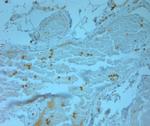 LL-37 Antibody in Immunohistochemistry (Paraffin) (IHC (P))