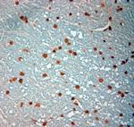 c Fos Antibody in Immunohistochemistry (Paraffin) (IHC (P))