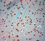 c Fos Antibody in Immunohistochemistry (Paraffin) (IHC (P))