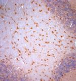 Stargazin Antibody in Immunohistochemistry (Paraffin) (IHC (P))