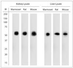 Catalase Antibody in Western Blot (WB)