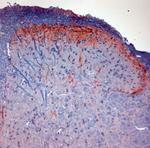 CGRP Antibody in Immunohistochemistry (Paraffin) (IHC (P))