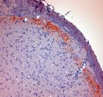 CGRP Antibody in Immunohistochemistry (Paraffin) (IHC (P))