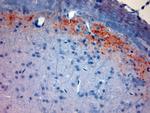 CGRP Antibody in Immunohistochemistry (Paraffin) (IHC (P))