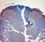 CGRP Antibody in Immunohistochemistry (Paraffin) (IHC (P))