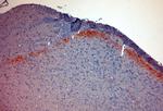 CGRP Antibody in Immunohistochemistry (Paraffin) (IHC (P))