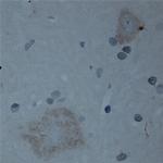 CNTNAP2 Antibody in Immunohistochemistry (Paraffin) (IHC (P))