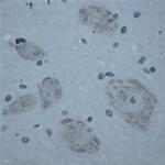 CNTNAP2 Antibody in Immunohistochemistry (Paraffin) (IHC (P))