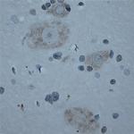 CNTNAP2 Antibody in Immunohistochemistry (Paraffin) (IHC (P))