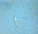 CSP Antibody in Immunohistochemistry (Paraffin) (IHC (P))