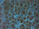 Clavesin 1 Antibody in Immunohistochemistry (Paraffin) (IHC (P))