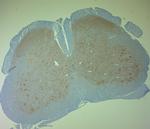 Clavesin 1 Antibody in Immunohistochemistry (Paraffin) (IHC (P))