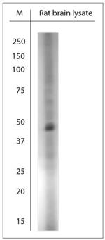 Clavesin 1 Antibody in Western Blot (WB)