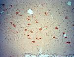 ChAT Antibody in Immunohistochemistry (Paraffin) (IHC (P))