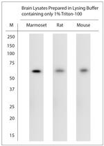 ChAT Antibody in Western Blot (WB)