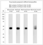 cFos Antibody in Western Blot (WB)