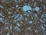 SAP97 Antibody in Immunohistochemistry (Paraffin) (IHC (P))