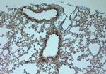 SAP97 Antibody in Immunohistochemistry (Paraffin) (IHC (P))