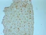 Phospho-ERK1/2 (Thr202, Tyr204) Antibody in Immunohistochemistry (Paraffin) (IHC (P))