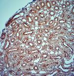 Fibrillarin Antibody in Immunohistochemistry (Paraffin) (IHC (P))