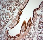 Fibrillarin Antibody in Immunohistochemistry (Paraffin) (IHC (P))