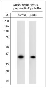 Fibrillarin Antibody in Western Blot (WB)