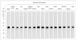 GAPDH Antibody in Western Blot (WB)