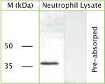 GAPDH Antibody in Western Blot (WB)