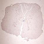 GLUR6 Antibody in Immunohistochemistry (Paraffin) (IHC (P))