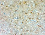 GFAP Antibody in Immunohistochemistry (Paraffin) (IHC (P))