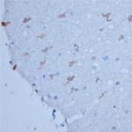 HPCA Antibody in Immunohistochemistry (Paraffin) (IHC (P))