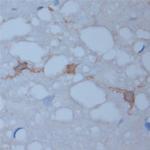 HPCA Antibody in Immunohistochemistry (Paraffin) (IHC (P))