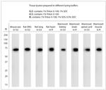 HSP70 Antibody in Western Blot (WB)