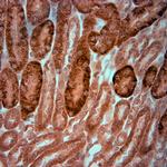 KCNJ10 Antibody in Immunohistochemistry (Paraffin) (IHC (P))