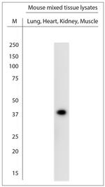 KCNJ10 Antibody in Western Blot (WB)