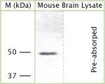 KCNJ12 Antibody in Western Blot (WB)