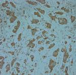 KCNJ13 Antibody in Immunohistochemistry (Paraffin) (IHC (P))