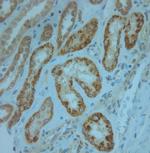 KCNJ13 Antibody in Immunohistochemistry (Paraffin) (IHC (P))