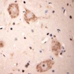 Lamp1 Antibody in Immunohistochemistry (Paraffin) (IHC (P))