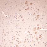 Lamp1 Antibody in Immunohistochemistry (Paraffin) (IHC (P))