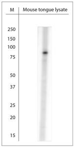 TAS1R3 Antibody in Western Blot (WB)