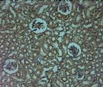 Mitofusin 2 Antibody in Immunohistochemistry (Paraffin) (IHC (P))