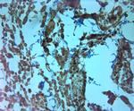 Mitofusin 2 Antibody in Immunohistochemistry (Paraffin) (IHC (P))