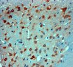 Mortalin Antibody in Immunohistochemistry (Paraffin) (IHC (P))