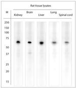 Mortalin Antibody in Western Blot (WB)