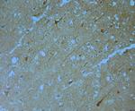 MPP1 Antibody in Immunohistochemistry (Paraffin) (IHC (P))