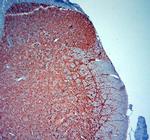 MAP2 Antibody in Immunohistochemistry (Paraffin) (IHC (P))